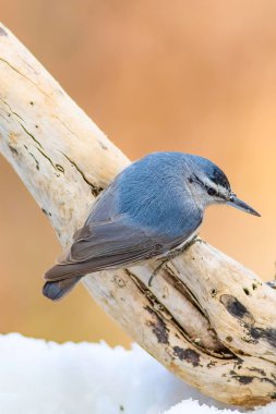 Sevimli küçük kuş. Doğa arka planı. Sıvacı kuşu. Kuş: Krpers Sıvacı kuşu. Sitta krueperi.