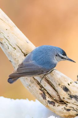 Sevimli küçük kuş. Doğa arka planı. Sıvacı kuşu. Kuş: Krpers Sıvacı kuşu. Sitta krueperi.