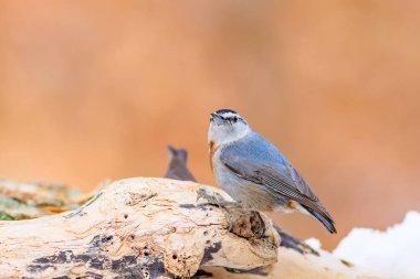 Kış ve kuşlar. Kuş: Sıvacı kuşu. Sitta krueperi. Doğa arka planı. 