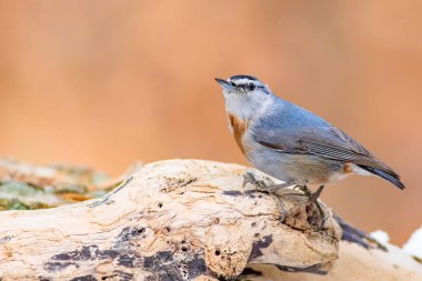 Kış ve kuşlar. Kuş: Sıvacı kuşu. Sitta krueperi. Doğa arka planı. 