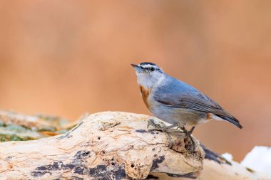 Kış ve kuşlar. Kuş: Sıvacı kuşu. Sitta krueperi. Doğa arka planı. 