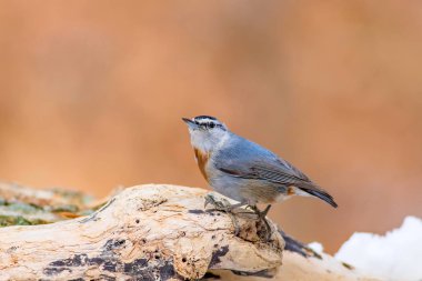 Kış ve kuşlar. Kuş: Sıvacı kuşu. Sitta krueperi. Doğa arka planı. 