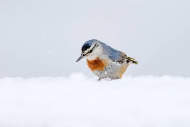 Kış ve kuşlar. Kuş: Sıvacı kuşu. Sitta krueperi. Doğa arka planı. 