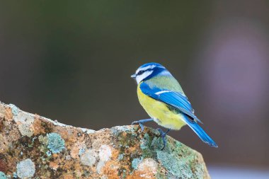Sevimli küçük renkli kuş. Mavi Tit. Doğa arka plan. Kuş türleri: Avrasya Mavi Tit. Siyanürler caeruleus.