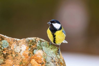Sevimli küçük kuş. Doğa arka planı. Kuş: Büyük mey.