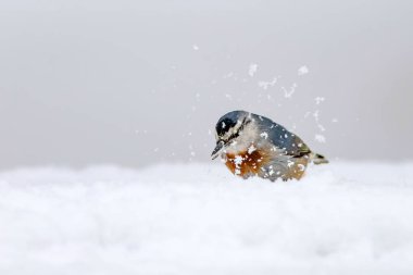 Kış ve kuşlar. Kuş: Sıvacı kuşu. Sitta krueperi. Doğa arka planı. 
