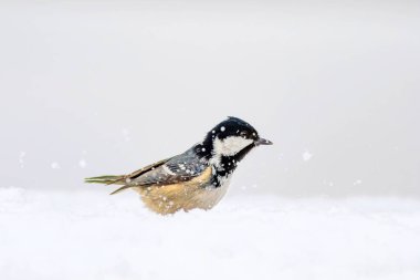 Sevimli küçük kuş. Doğa arka planı. Park, bahçe orman kuşu: Kömür meyonu. 
