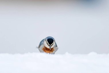 Kış ve kuşlar. Kuş: Sıvacı kuşu. Sitta krueperi. Doğa arka planı. 