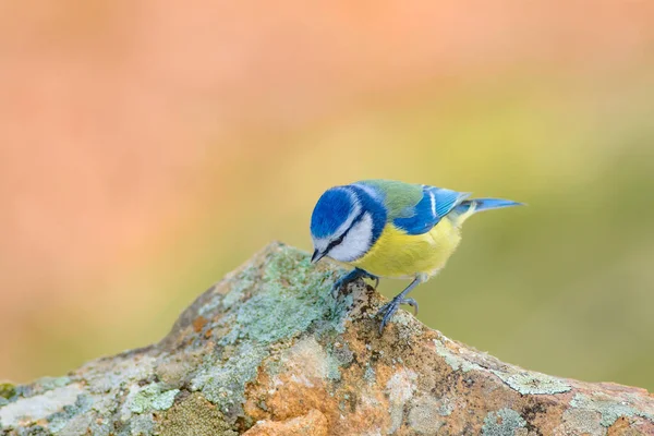 可爱的小五颜六色的鸟 蓝色蒂特 自然背景 鸟类种类 欧亚蓝提特 青苔鸟 — 图库照片