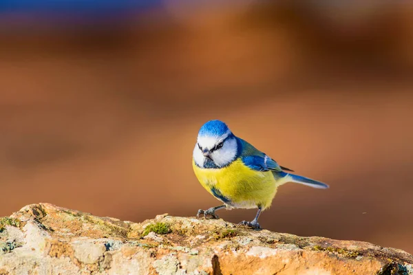 Niedlichen Kleinen Bunten Vogel Blaumeisen Natur Hintergrund Vogelart Blaumeise Cyanistes — Stockfoto