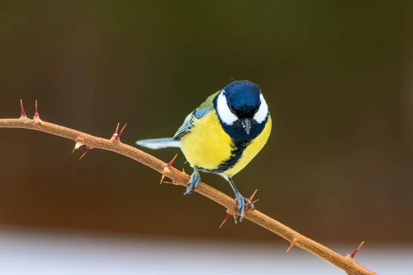 Niedlicher Kleiner Vogel Natur Hintergrund Vogel Kohlmeise — Stockfoto