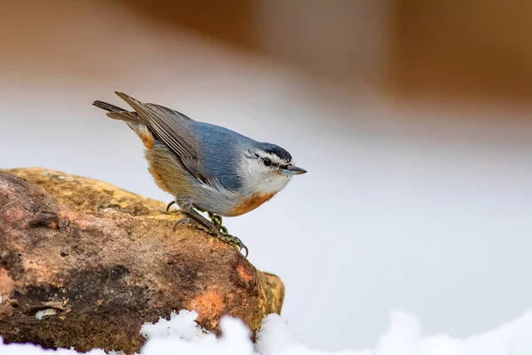 Cute little bird. Nature background. Nuthatch. Bird: Krpers Nuthatch. Sitta krueperi.