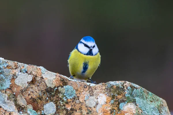 Roztomilý Malý Barevný Ptáček Modrý Kozy Přírodní Pozadí Ptačí Druh — Stock fotografie