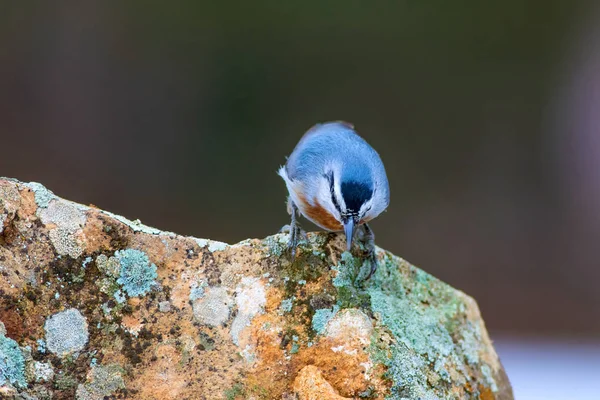 Cute little bird. Nature background. Nuthatch. Bird: Krpers Nuthatch. Sitta krueperi.