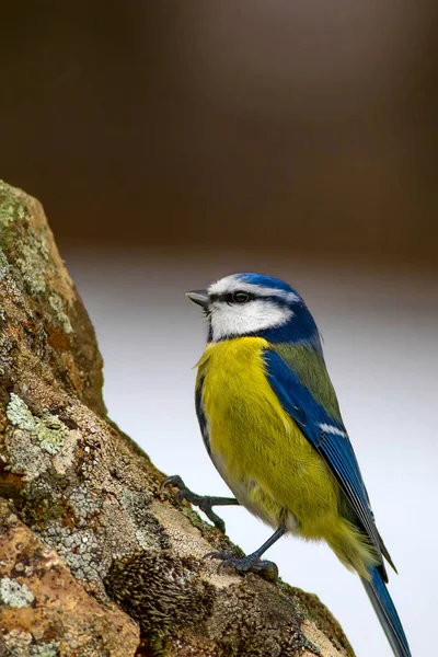 Sevimli Küçük Renkli Kuş Mavi Tit Doğa Arka Plan Kuş — Stok fotoğraf