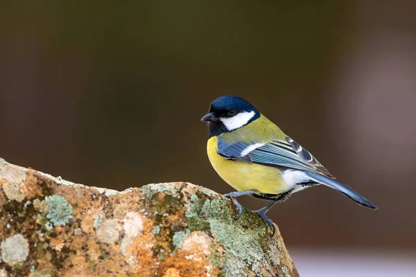 Niedlicher Kleiner Vogel Natur Hintergrund Vogel Kohlmeise — Stockfoto