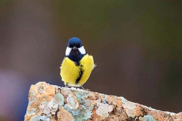 Cute little bird. Nature background. Bird: Great tit.