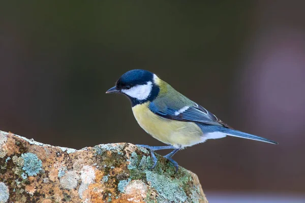 Niedlicher Kleiner Vogel Natur Hintergrund Vogel Kohlmeise — Stockfoto