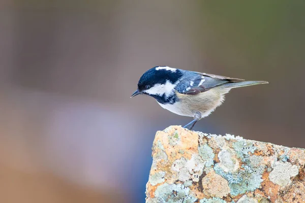 Joli Petit Oiseau Fond Naturel Parc Jardin Forêt Oiseau Charbon — Photo