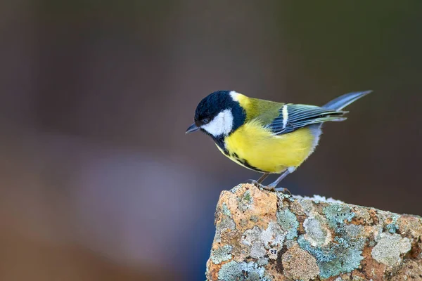 Niedlicher Kleiner Vogel Natur Hintergrund Vogel Kohlmeise — Stockfoto