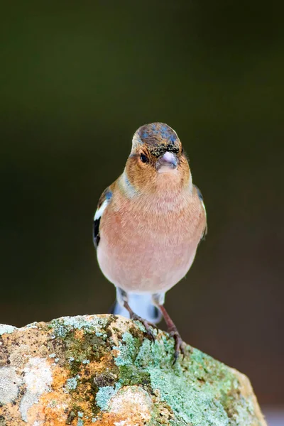 Lindo Pajarito Fondo Natural Bird Common Chaffinch Coelebs Fringilla — Foto de Stock