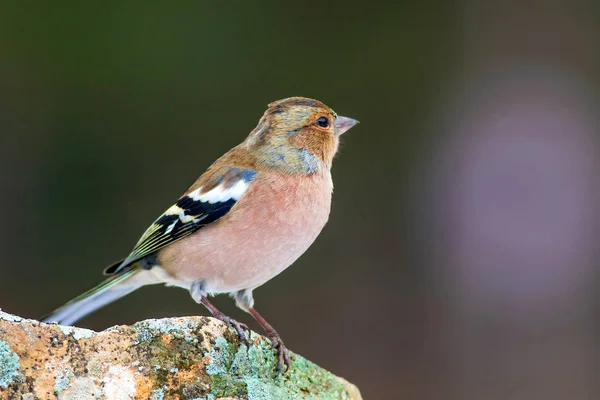 Lindo Pajarito Fondo Natural Bird Common Chaffinch Coelebs Fringilla — Foto de Stock