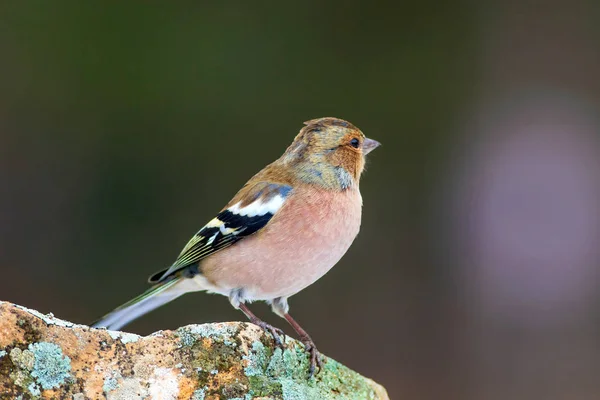 Lindo Pajarito Fondo Natural Bird Common Chaffinch Coelebs Fringilla — Foto de Stock