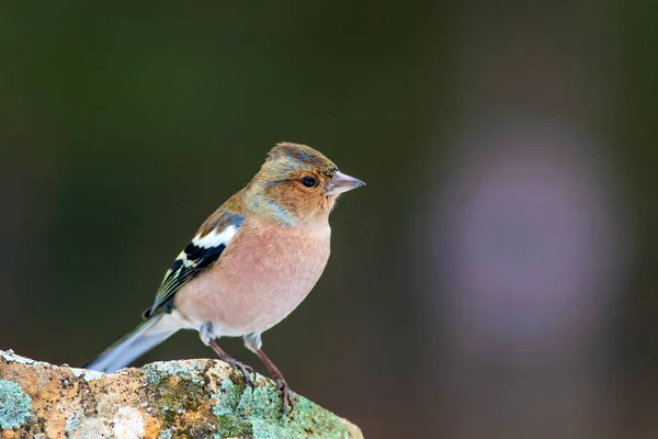 Lindo Pajarito Fondo Natural Bird Common Chaffinch Coelebs Fringilla — Foto de Stock