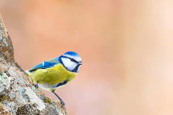 Cute little colorful bird. Blue Tit. Nature background. Bird species: Eurasian Blue Tit. Cyanistes caeruleus.