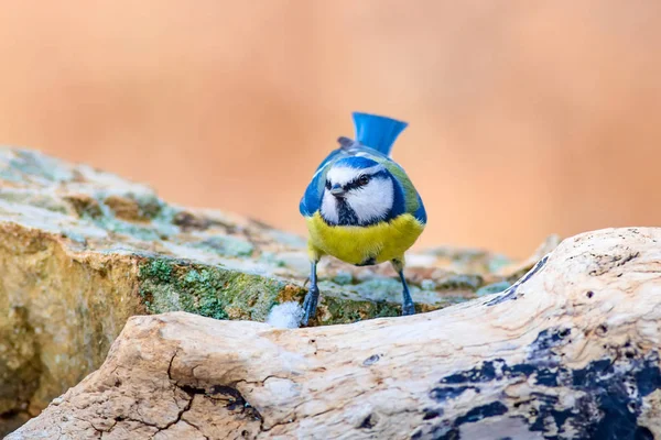 Cute little colorful bird. Blue Tit. Nature background. Bird species: Eurasian Blue Tit. Cyanistes caeruleus.