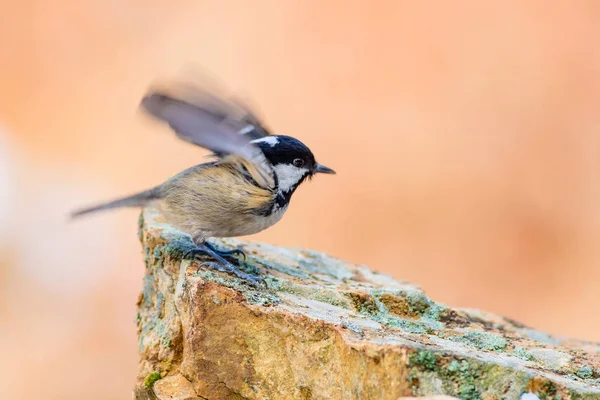 Joli Petit Oiseau Fond Naturel Parc Jardin Forêt Oiseau Charbon — Photo