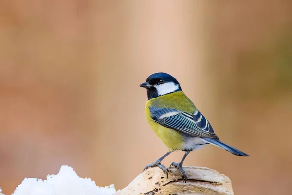 Cute bird. Winter nature background. Bird: Great Tit. Parus major.