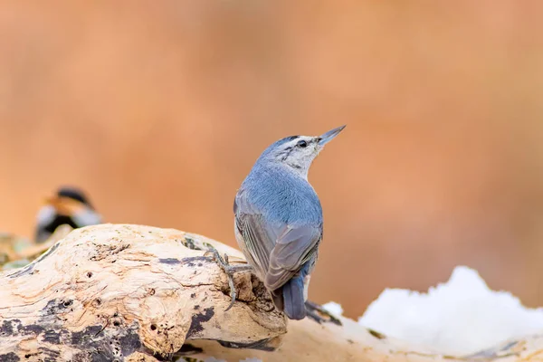 Hiver Les Oiseaux Oiseau Sittelle Sitta Krueperi Contexte Naturel — Photo