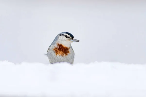 Hiver Les Oiseaux Oiseau Sittelle Sitta Krueperi Contexte Naturel — Photo