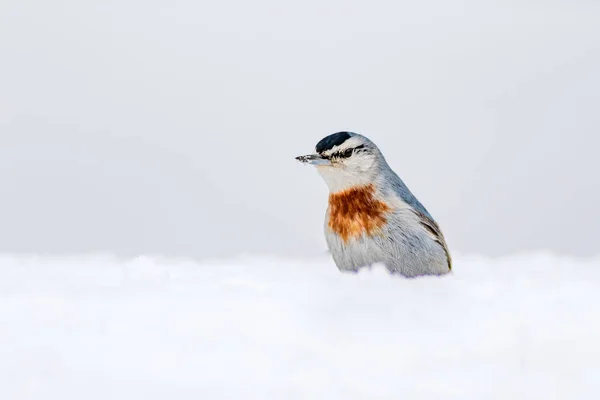 Inverno Pássaros Pássaro Nuthatch Sitta Krueperi Natureza Fundo — Fotografia de Stock