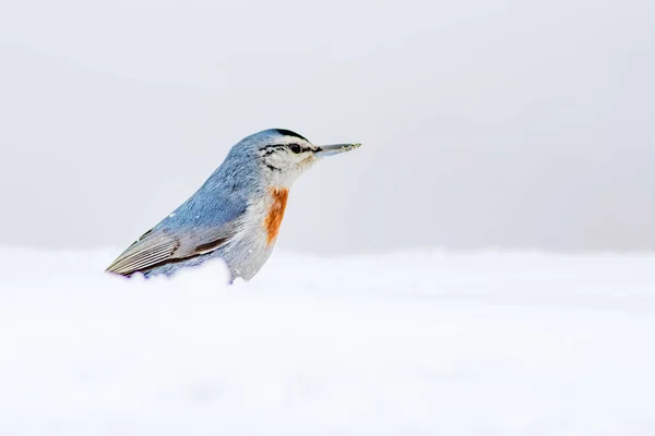 Hiver Les Oiseaux Oiseau Sittelle Sitta Krueperi Contexte Naturel — Photo