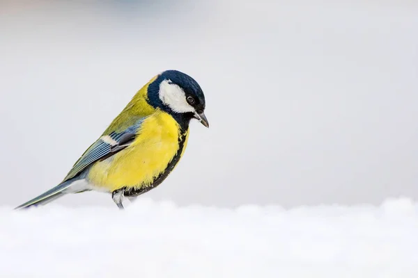 Niedlicher Vogel Winter Natur Hintergrund Vogel Kohlmeise Parus Major — Stockfoto