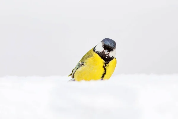 Cute bird. Winter nature background. Bird: Great Tit. Parus major.