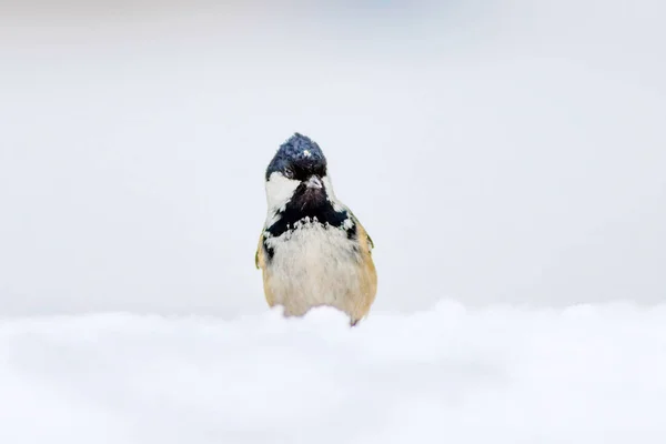 Niedlicher Kleiner Vogel Natur Hintergrund Park Garten Waldvogel Kohlmeise — Stockfoto