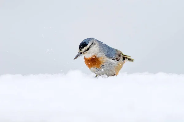 Vinter Och Fåglar Fågel Nötväcka Sitta Krueperi Natur Bakgrund — Stockfoto