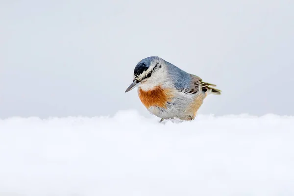 Inverno Uccelli Uccello Nuthatch Sitta Krueperi Sfondo Della Natura — Foto Stock