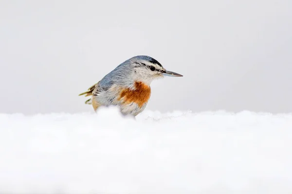 Invierno Aves Nuthatch Inglés Sitta Krueperi Fondo Naturaleza —  Fotos de Stock