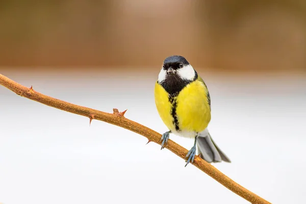 Cute bird. Winter nature background. Bird: Great Tit. Parus major.