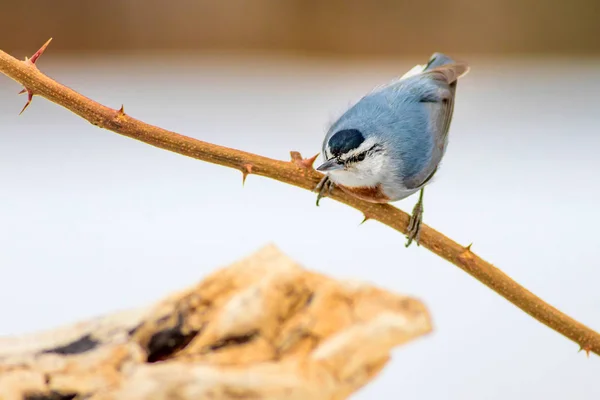 Inverno Uccelli Uccello Nuthatch Sitta Krueperi Sfondo Della Natura — Foto Stock