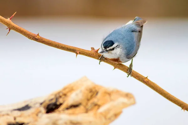 冬と鳥鳥 ヌハッチ シッタ クルエペリ自然の背景 — ストック写真