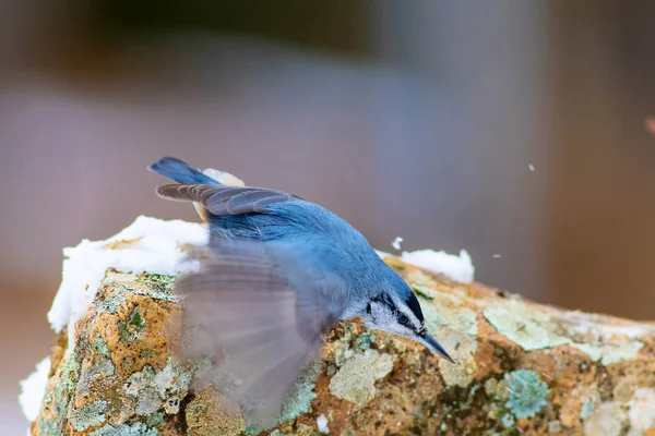 Inverno Uccelli Uccello Nuthatch Sitta Krueperi Sfondo Della Natura — Foto Stock