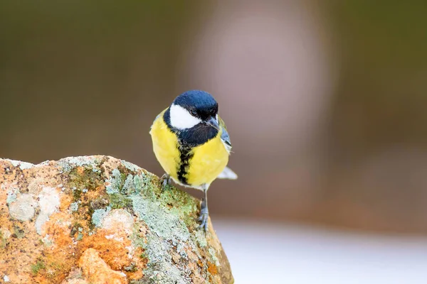 Niedlicher Kleiner Vogel Natur Hintergrund Vogel Kohlmeise — Stockfoto