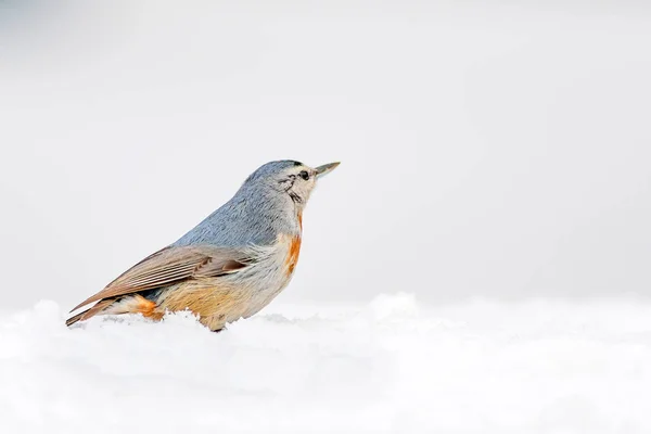 Зима Птицы Птица Натхэтч Sitta Krueperi Природа — стоковое фото