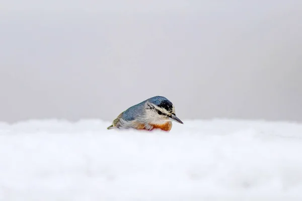 Vinter Och Fåglar Fågel Nötväcka Sitta Krueperi Natur Bakgrund — Stockfoto