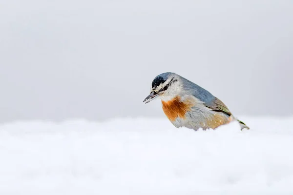 冬と鳥鳥 ヌハッチ シッタ クルエペリ自然の背景 — ストック写真